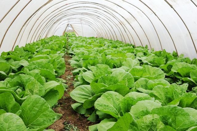 月出口量高達5000噸的鮮切蔬菜，即將迎來快速成長(圖1)